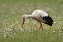 Storch